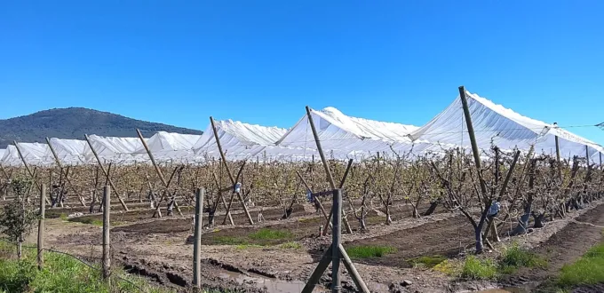 lluvias primaverales podrian danar la floracion de frutales afectando su produccion